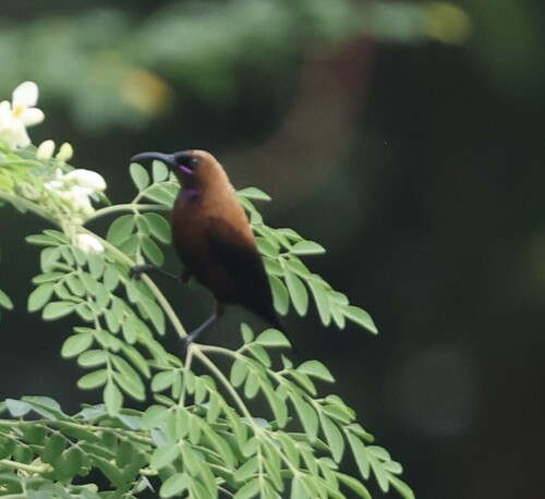 Carmelite Sunbird