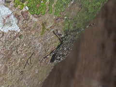 Aegomorphus clavipes