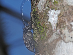 Aegomorphus clavipes