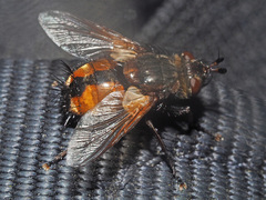Eudoromyia