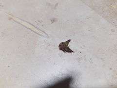 Umbonia