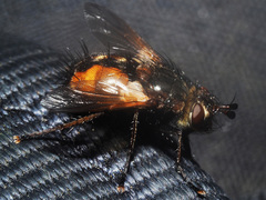 Eudoromyia