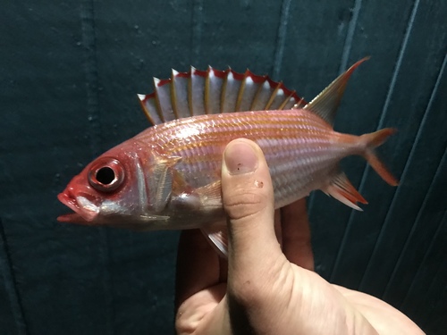 Langstekel-eekhoornvis (Holocentrus rufus) — Holocentridae — 2