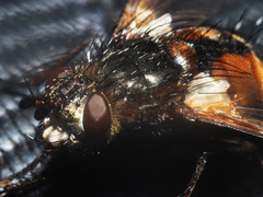 Eudoromyia