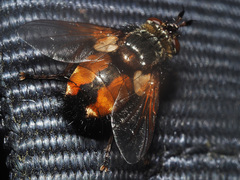 Eudoromyia