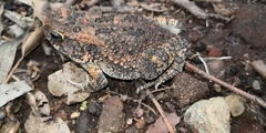 Sclerophrys pusilla