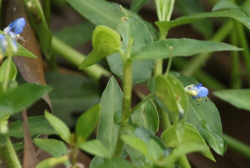 Scrambling Dayflower