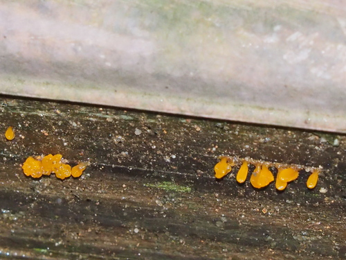 Dacrymyces spathularia