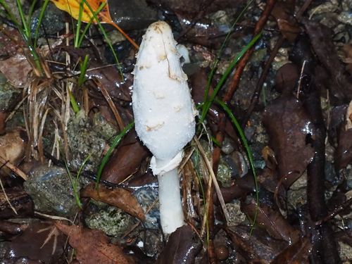 Coprinus comatus