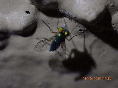 Unknown species found near Dunedin, FL, USA