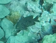 Plectroglyphidodon marginatus