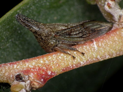 Lantana treehopper photo 3