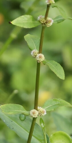 Sessile Joyweed