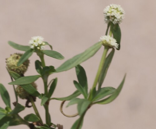shrubby false buttonweed