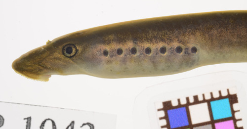 Asiatic brook lamprey (Lethenteron reissneri) — Petromyzontidae — 2