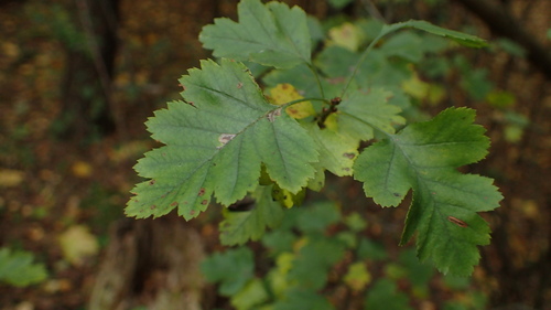 Calycine Hawthorn (Crataegus rhipidophylla)