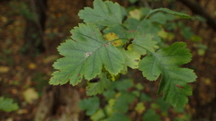 Aubépine À Bractées (Crataegus rhipidophylla)