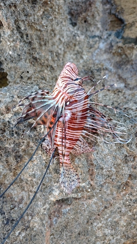 Pterois miles