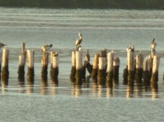 Pelecanus occidentalis