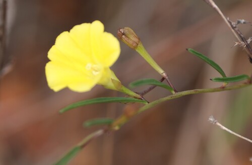 Narrow-leaved Merremia
