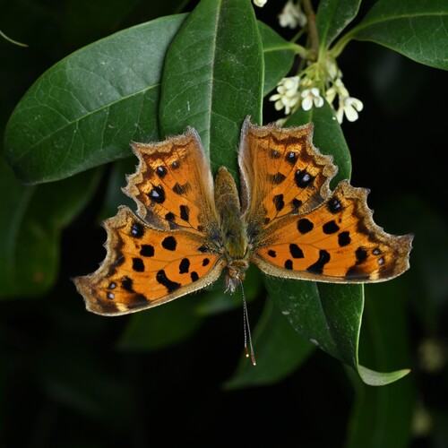 Asian Comma
