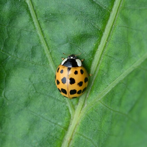 Asian Lady Beetle