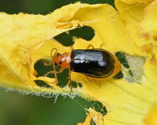 Aulacophora lewisii
