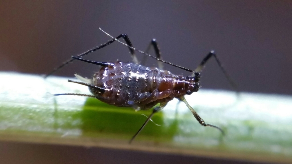 Large Hawksbeard Aphid