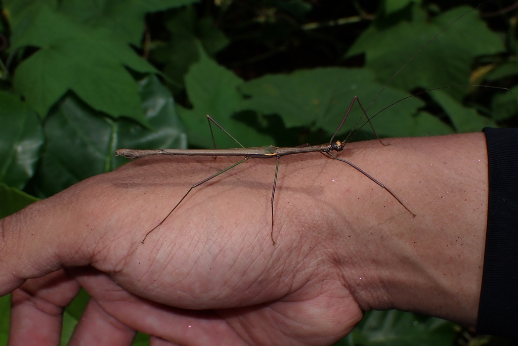 Hemiplasta flavifrons