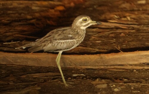 Water Thick-knee