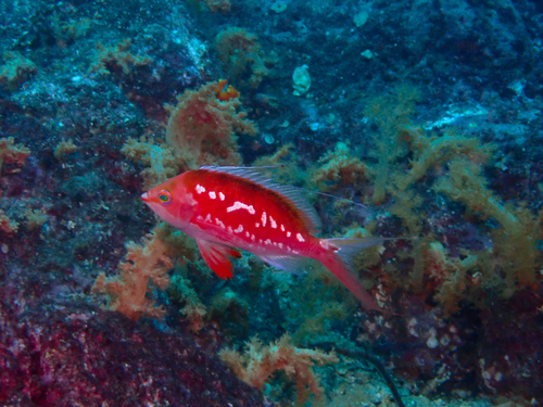 Cherry anthias (Sacura margaritacea) — Serranidae