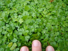Hydrocotyle tripartita