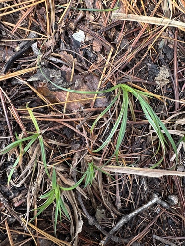Carex lasiolepis iNat (2)
