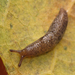 Smooth Land Slugs - Photo (c) Harsi Parker, some rights reserved (CC BY-NC), uploaded by Harsi Parker