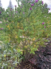 Polygala × dalmaisiana