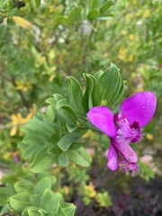 Polygala × dalmaisiana