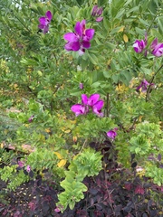 Polygala × dalmaisiana