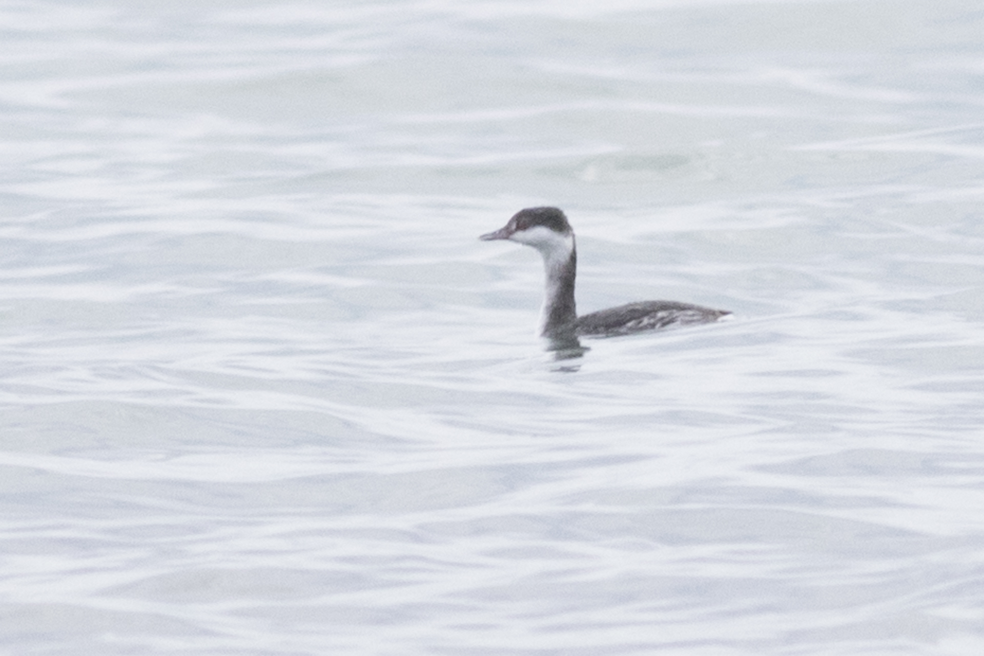 Horned Grebe