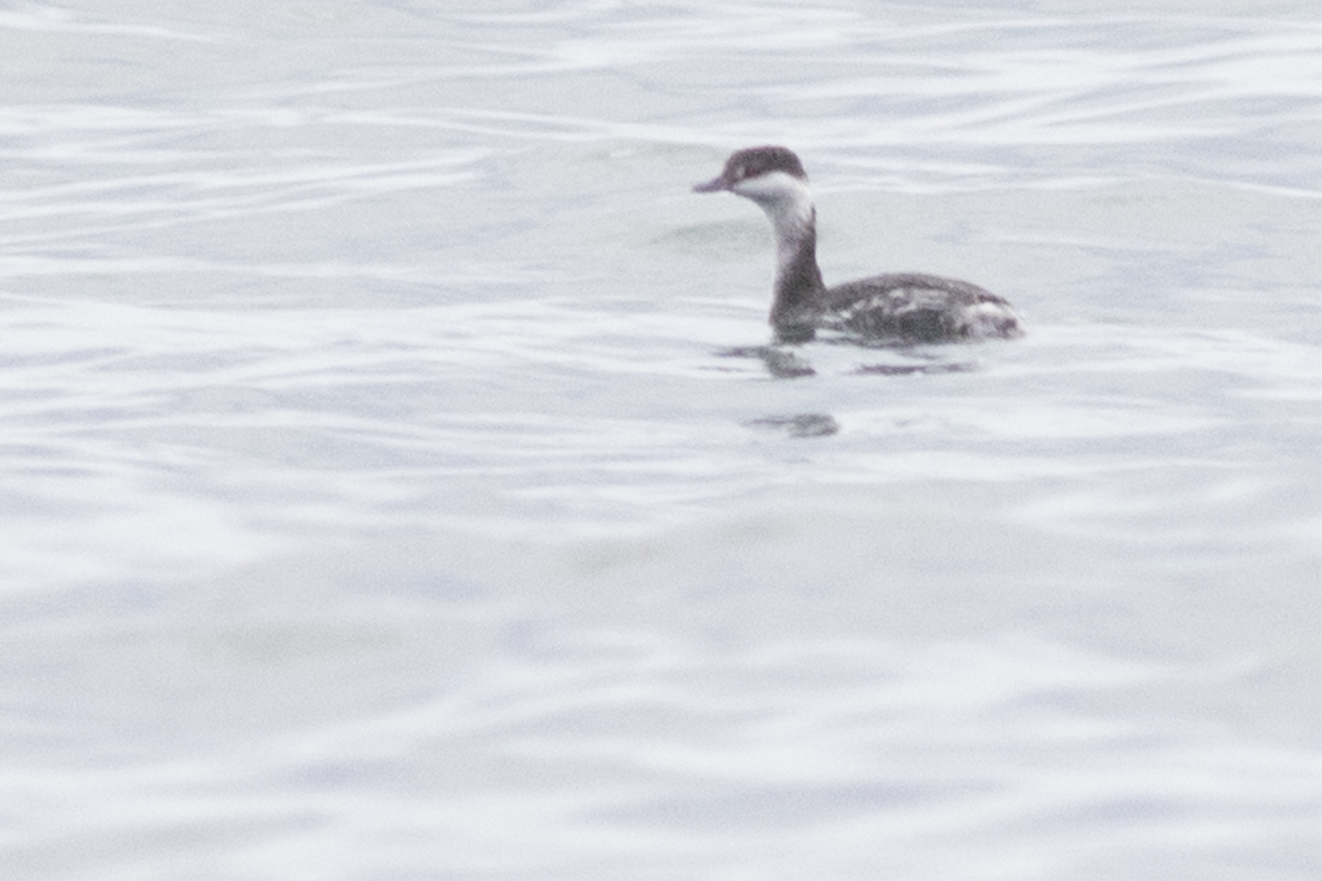 Horned Grebe