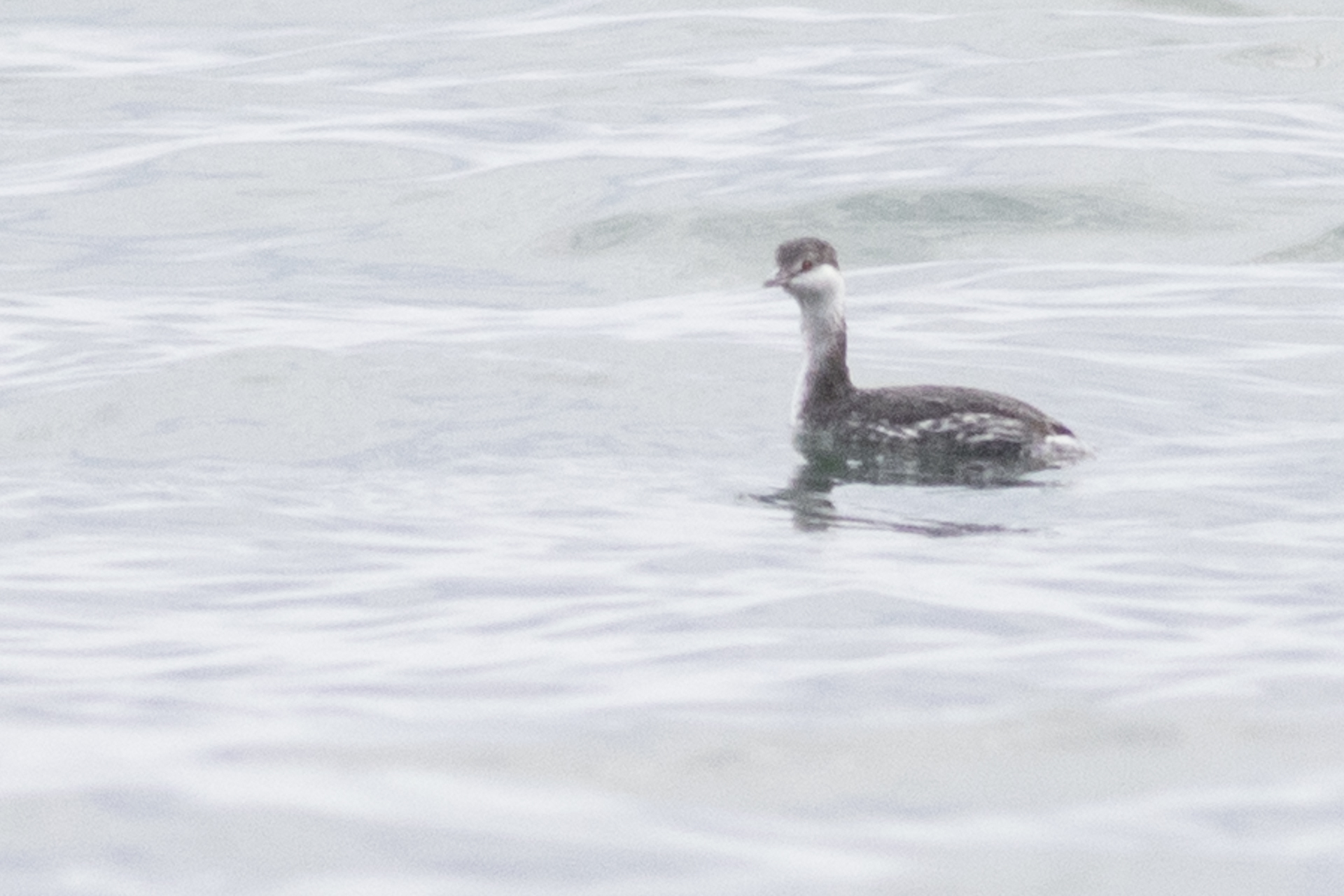Horned Grebe