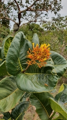 Palicourea rigida