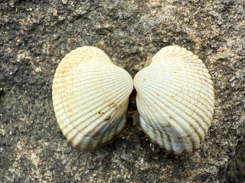Cerastoderma edule