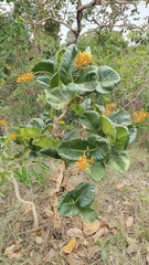 Palicourea rigida