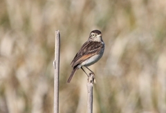Hymenops perspicillatus