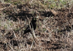 Hymenops perspicillatus