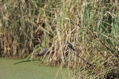 Serpophaga nigricans