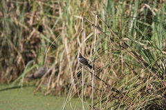 Serpophaga nigricans