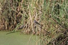 Serpophaga nigricans
