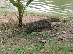 Varanus salvator macromaculatus