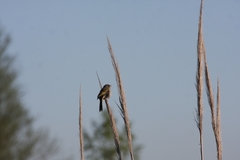 Embernagra platensis